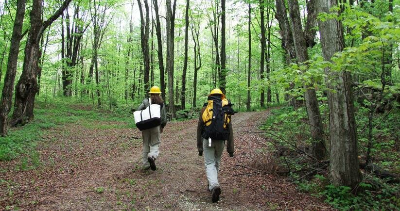 Scientists wearing hard hats walking in the forest