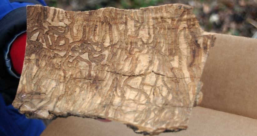 Emerald ash borer gallery in wood
